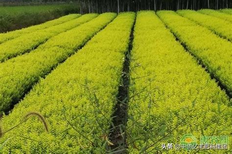 卵葉女貞|卵葉女貞日常養護 照顧方法（種植, 施肥, 修剪, 澆水）